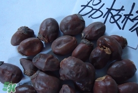 荔枝核怎么吃？荔枝核的功效與作用