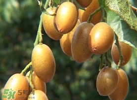 雞心黃皮多少錢一斤2017？雞心黃皮價格