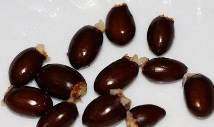 荔枝核有毒嗎？荔枝核能吃嗎