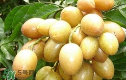 黃皮果怎么扦插？黃皮果種植技術(shù)