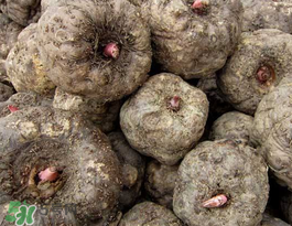 魔芋可以放冰箱嗎？魔芋能放冰箱冷藏嗎？