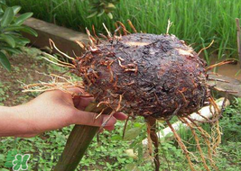 魔芋可以放冰箱嗎？魔芋能放冰箱冷藏嗎？