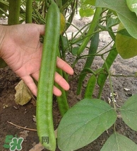 刀豆什么時候播種？刀豆幾月份播種