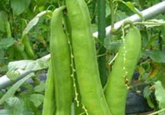 刀豆什么時候播種？刀豆幾月份播種