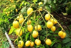 黃皮果可以泡酒嗎？黃皮果泡酒有什么作用