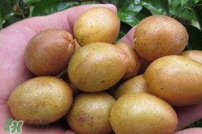 無核黃皮是轉(zhuǎn)基因嗎？無核黃皮和雞心黃皮哪個好