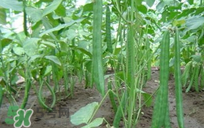 刀豆什么時候播種？刀豆幾月份播種