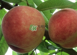 紅不軟桃?guī)自路莩墒?？紅不軟桃什么時(shí)候成熟