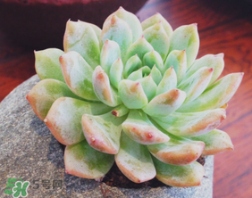 六月份可以買多肉嗎？六月可以種多肉嗎？