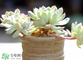 六月份可以買多肉嗎？六月可以種多肉嗎？