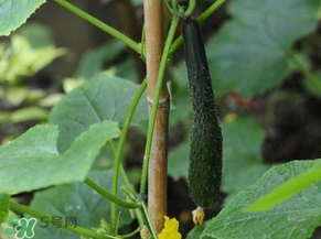 六月可以種黃瓜嗎？黃瓜什么時候播種？