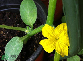 六月可以種黃瓜嗎？黃瓜什么時候播種？