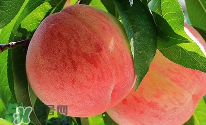 血桃孕婦可以吃嗎？孕婦能吃血桃嗎