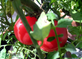 六月份可以種西紅柿嗎？西紅柿什么時(shí)候種？