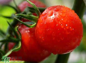 六月份可以種西紅柿嗎？西紅柿什么時(shí)候種？