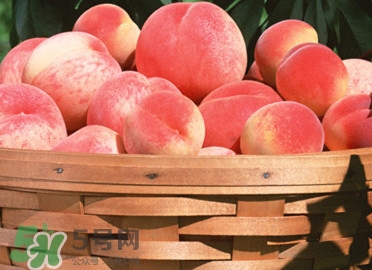 血桃產(chǎn)地在哪？血桃哪些地方產(chǎn)