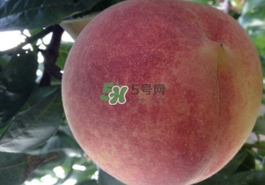 血桃多少錢一斤2017？血桃哪個品種最好吃