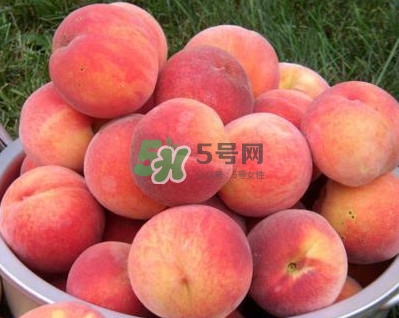 紅不軟桃?guī)自路莩墒欤考t不軟桃什么時(shí)候成熟