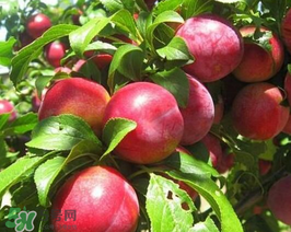 油桃怎么保存不會變軟？油桃怎么保存時間長？