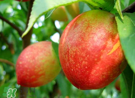 油桃怎么保存不會變軟？油桃怎么保存時間長？