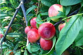 油桃和杏子能一起吃嗎？油桃能和杏子一起吃嗎？