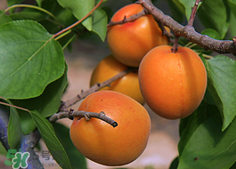 油桃和杏子能一起吃嗎？油桃能和杏子一起吃嗎？