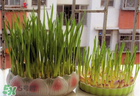 六月份可以種蒜嗎？大蒜一年可以種幾次？