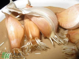 六月份可以種蒜嗎？大蒜一年可以種幾次？