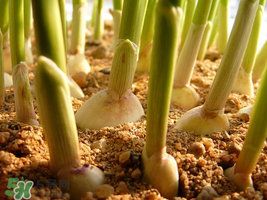 六月份可以種蒜嗎？大蒜一年可以種幾次？