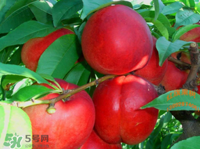 油桃和蘋果能一起吃嗎？吃完蘋果可以吃油桃嗎？