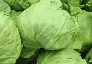 圓白菜是卷心菜嗎？圓白菜是不就是卷心菜