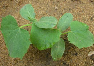 六月可以種黃瓜嗎？黃瓜什么時候播種？