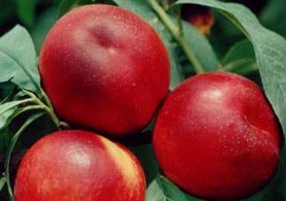 吃油桃會胖嗎？油桃的熱量多少？