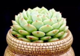 六月份可以買(mǎi)多肉嗎？六月可以種多肉嗎？