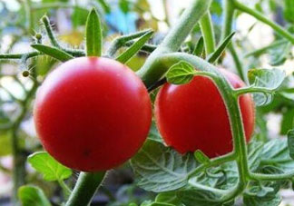 六月份可以種西紅柿嗎？西紅柿什么時(shí)候種？