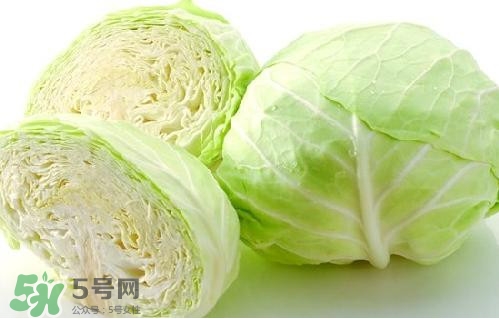 圓白菜是卷心菜嗎？圓白菜是不就是卷心菜