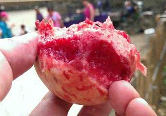 血桃多少錢一斤2017？血桃哪個品種最好吃