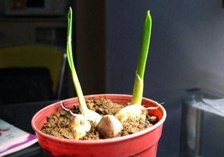 六月份可以種蒜嗎？大蒜一年可以種幾次？