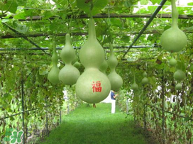 六月份可以種葫蘆嗎？葫蘆幾月份種？