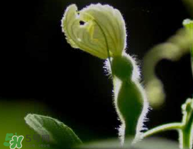 六月份可以種葫蘆嗎？葫蘆幾月份種？