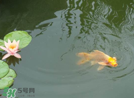 2017年夏至?xí)掠陠?？夏至下雨有什么說法？