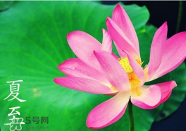 夏至是入伏嗎？夏至后多久入伏？