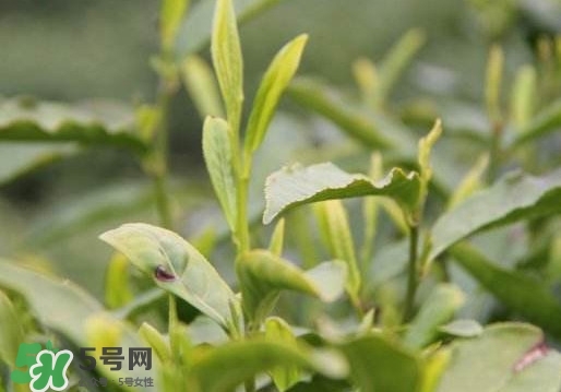 喝信陽毛尖有什么好處？信陽毛尖是紅茶還是綠茶？