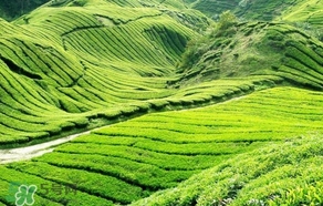 信陽毛尖產(chǎn)地在哪里？信陽毛尖主要產(chǎn)在哪些地方