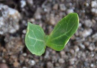 六月份可以種葫蘆嗎？葫蘆幾月份種？