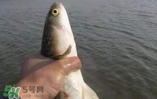 釣海鱸魚什么時候最好？釣海鱸魚用什么樣的魚餌？