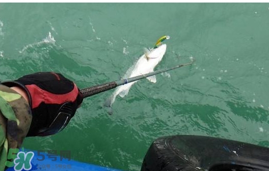 釣海鱸魚什么時候最好？釣海鱸魚用什么樣的魚餌？