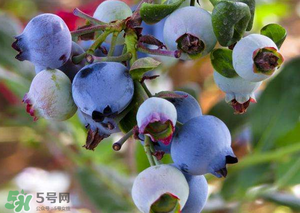 蘋果和藍(lán)莓能一起吃嗎？蘋果和藍(lán)莓干能一起吃嗎？