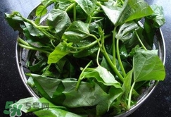 苕尖是什么菜?苕尖長(zhǎng)什么樣子? 苕尖是什么菜?苕尖長(zhǎng)什么樣子?