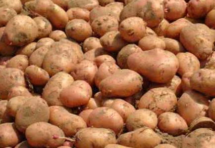 馬鈴薯是土豆嗎？馬鈴薯是土豆還是紅薯？